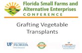 Grafting Vegetable Transplants - University of Florida · 2013. 8. 13. · Integrated use of grafting in sustainable vegetable production Rootstock development and selection for disease