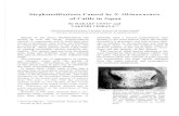 Stephanofilariasis Caused by S. Okinawaensis of Cattle in ...tics as the Stevhanofi/aria worms collected by the authors from the lesion of the muzzle. Four species of Ste-J)hanofilaria,