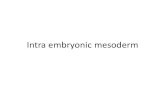 Intra embryonic mesoderm - Manav Rachna Vidyanatariksha · • at edges of embryonic disc , the intraembryonic mesoderm is continious with extraembryonic mesoderm. • intraembryonic