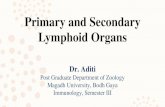 Primary and Secondary Lymphoid Organs - Magadh University · 2020. 5. 1. · Primary Lymphoid Organs: Where Immune Cells Develop • HSCs reside in specialized microenvironments,