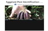 Eggplant Pest Identification - University of Connecticut...Eggplant Pest Identification Asiatic garden beetle: Small brown June bug, only feeds at night, hides in soil during day/eats