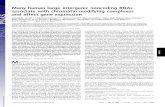 Many human large intergenic noncoding RNAs associate with … · Several, such large noncoding RNAs have been biologically char-acterized (including XIST, TSIX, HOTAIR, and AIR) (3),