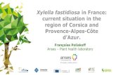 Xylella fastidiosa in France: current situation in the ... ... Cq: 18,6 â€“ 29,0 Cq: 17,5 â€“ 29,2 Cq: