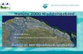 Beheerplan Natura 2000 Waddengebied · 2008. 10. 1. · • Ontwerpen ter visie m ei-juni 2007 • Nu verwerking zienswijzen • Definitieve aanwijzingsbesluiten in 2008 • Beroep