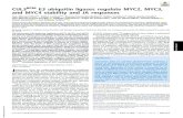CUL3BPM E3 ubiquitin ligases regulate MYC2, MYC3, and ...Jose Manuel Franco-Zorrillac , Philippe Hammannd, Angel M. Zamarreñoe, Jose M. García-Minae, Vicente Rubioa , Pascal Genschik