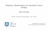 Bayesian Optimization for Synthetic Gene Designjaviergonzalezh.github.io/presentations/slides_ddhl2015.pdfAt theUniversity of She eld: I Department of Computer Science. I Department