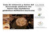 Guía de síntomas y daños del Escarabajo ambrosia del ... · Hojas marchitas. El hongo transmitido por el escarabajo se mueve rápidamente a través del xilema, bloqueando el flujo