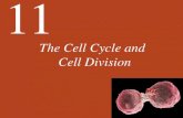 The Cell Cycle and Cell Division - SJTU · 2019. 7. 27. · • All cell division processes involve four main events: initiation, DNA replication, DNA segregation, and cytokinesis.