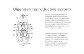 Digenean reproductive system - UBC Zoologyadamson/Biol328/B328LAB4intro.pdf · 1980. 1. 2. · Digenean reproductive system Testes (typically) paired; vas deferens leads to gonopore,