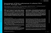 Recruitment of RNA polymerase II cofactor PC4 to DNA ...Recruitment of RNA polymerase II cofactor PC4 to DNA damage sites Oliver Mortusewicz , 1,2 Wera 3Roth , Na Li , 3,4 M. Cristina