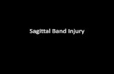Sagittal Band Injury - School of Medicine | Emory School of Medicine · 2021. 3. 20. · SB anatomy •Retinacular system- sagittal bands –the sagittal bands are part of a closed