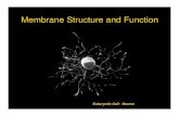 Membrane Structure and Function - Phoenix College 181/Adobe... · 2019. 8. 27. · Membrane Structure and Function All cells have a plasma or cell membrane , which contains the cell.