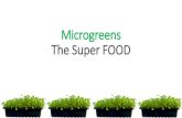 Microgreens – The Super FOOD - OrganicHut BKKSprouts vs Microgreens vs Babygreens Sprouts: Germinated seeds with emerging root vs vs Microgreens: 2-3 inches in height; 7-21 days