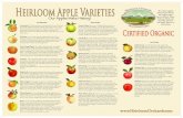 Heirloom Apple Varietiesheirloomorchards.com/pdf/2011_Apple_Variety_Chart.pdf · Heirloom Apple Varieties Certified Organic Our Apples Make History! Late September Gr avenstein: The