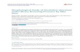 Morphological study of Glochidion obovatum under heavy ... · Komo Cape (