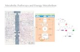 Metabolic Pathways and Energy Metabolismderekwilsonlab.ca/userfiles/files/3050_Week_6.pdf · 2016. 5. 6. · Energy Metabolism - The first thing a living organism has got to be able