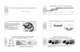 Timeline for development - Columbia UniversityWaterman RE, Schoenwolf GC (1980) Facial processes (prominences) Bilaterally: Lateral nasal Medial nasal Maxillary Mandibular Sulik K,