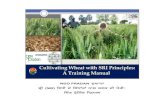 Cultivating Wheat with SRI Principles: A Training manual ...sri.ciifad.cornell.edu/aboutsri/othercrops/wheat/In_SWI...LEMZH, TR1 î ñ LGQ: EZ$G .\T G, G\. %Z/ î ñY\1 LGQ G8MZ SZ[,