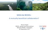 SEEA & REDD+ - ESCAP...Aspects explored in this presentation 1. Contributions from SEEA land/forest accounts in integrating forest values into planning 2. Contributions from national