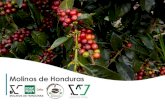 Molinos de Honduras - Genuine Origin...Molinos de Honduras 3 Honduras Overview •9,26M Population •18 (of which 15 are coffee States producing) •120.000 sq. Km Area •12,98%