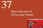 Reproduction in Flowering Plantslrios/3052/life11e_ch37_lecture.pdfflowering in some plants. 37.2 Hormones and Signaling Determine the Transition from the Vegetative to the Reproductive