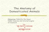 The Anatomy of Domesticated Animals · 2014. 5. 8. · Domesticated Animals Objective: Identify the major bones, muscles and internal organs of livestock. By : ARI WIBOWO, S.Pt.,M.Si