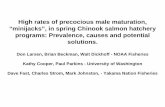High rates of precocious male maturation, “minijacks”, in ...High rates of precocious male maturation, “minijacks”, in spring Chinook salmon hatchery programs: Prevalence,