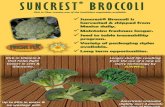 SUNWELL. - Fresh Tex · 2017. 8. 3. · SUNWELL. Rich in Vitamin A that helps fight Cancer in cells & Glaucoma. Americans consume slightly over 4 pounds per year of Broccoli. Up to