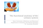 The functional anatomy of the urinary system...The functional anatomy of the urinary system State University of Medicine and Pharmacy Department of Anatomy and Clinical Anatomy Dr.