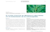 El aceite esencial de Melaleuca alternifolia - Rmb · 2020. 10. 22. · El aceite esencial del árbol del té, obtenido de las hojas y ramas tiernas de Melaleuca alternifolia, se