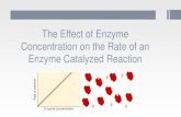 The Effect of Enzyme Concentration on the Rate of an ... · The effect of enzyme concentration on velocity The reaction rate will increase as the concentration of enzymes is increased