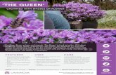 LAVENDER ‘THE QUEEN’For sheer flower volume and impact, ‘The Queen’ is hard to better. With deep burgundy flower heads crowned with lilac bracts, this selection in a sure-fire