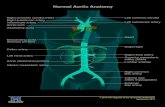 Normal Aortic Anatomy - University of MichiganRight subclavian artery Innominate artery Right common carotid artery Descending aorta (thoracic portion) Aorta (abdominal portion) Inferior
