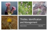 Thistles: Identification and Management...• Sheep, goats, horses may graze it • Herbicides most effective during rosette Tocalote (Malta starthistle) Canada thistle ALL • Similar