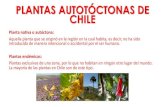 4. Plantas autóctonas de Chile · 2020. 4. 14. · introducida de manera intencional o accidental por el ser humano. Plantas endémicas: Plantas exclusivas de una zona, por lo que