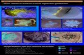 CARTILLA FINAL-RECONOCIMIENTO MEDUSAS 2020...Red de Monitoreo Costero. Programa de Vigilancia Ambiental Visual de Playas Recomendaciones ante una “picadura” de medusa: Toxicidad:
