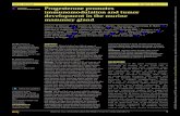 Progesterone promotes immunomodulation and tumor development … · WernerfiLR, eal unher ancer 20219e001710 doi101136/itc-2020-001710 1 Open access Progesterone promotes immunomodulation