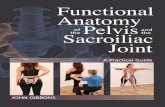 Functional Anatomy of the Pelvis and the Sacroiliac Joint A Practical Guide