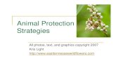 Animal Protection Strategies - East Tennessee Wildflowers