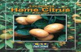 Louisiana Home Citrus - The LSU AgCenter