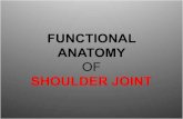 FUNCTIONAL ANATOMY OF THE SHOULDER JOINT - OrthoSurgery