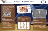What are Ligaments? - BABEL