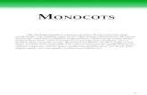 MONOCOTS - FLEPPC - Florida Exotic Pest Plant Council