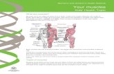Your muscles - CYH Home - Home