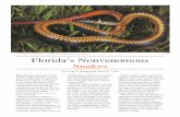 SOUTHERN RINGNECK SNAKE ( Jim Merli Floridaâ€™s Nonvenomous Snakes