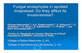 Fungal endophytes in spotted knapweed: Do they affect its