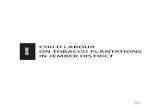 Child labour on tobacco plantations in Jember District pdf