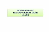 DERIVATIVES OF THE ENDODERMAL GERM LAYER