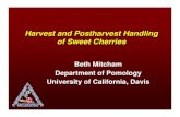 Harvest and Postharvest Handling of Sweet Cherries