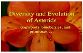 Diversity and Evolution of Asterids - Botany Department - Home